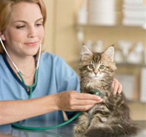 Cats' veterinarian